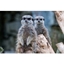 Picture of Welsh Mountain Zoo Entry and Meerkat Experience for Two