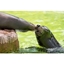 Picture of Welsh Mountain Zoo Entry and California Sea Lion Experience for Two
