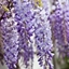 Picture of Wisteria sinensis