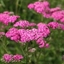 Picture of Achillea millefolium Cerise Queen