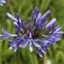 Picture of Agapanthus africanus
