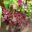 Picture of Akebia quinata