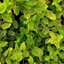 Picture of Lonicera japonica Aureoreticulata