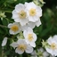 Picture of Carpenteria californica