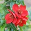 Picture of Chaenomeles × superba Crimson and Gold