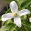 Picture of Clematis montana var. grandiflora