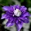 Picture of Clematis Vyvyan Pennell