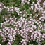 Picture of Thymus serpyllum Pink Chintz