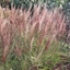 Picture of Miscanthus sinensis Kleine Silberspinne