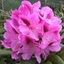 Picture of Rhododendron Cosmopolitan