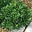 Picture of Pittosporum tobira Nanum