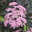 Picture of Sambucus nigra f. porphyrophylla 'Gerda' (PBR)