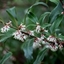Picture of Sarcococca hookeriana var. digyna