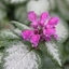 Picture of Lamium maculatum Beacon Silver