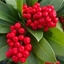 Picture of Skimmia japonica Nymans