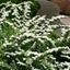 Picture of Spiraea nipponica Snowmound