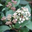 Picture of Viburnum tinus Eve Price