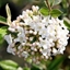 Picture of Viburnum × burkwoodii