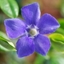 Picture of Vinca major