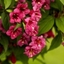 Picture of Weigela Bristol Ruby