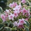 Picture of Weigela Florida Variegata
