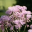 Picture of Thalictrum aquilegiifolium