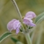 Picture of Phlomis italica