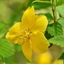 Picture of Kerria japonica Golden Guinea