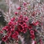 Picture of Leptospermum scoparium Red Damask