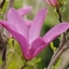 Picture of Magnolia Susan