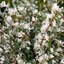 Picture of Osmanthus × burkwoodii