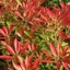 Picture of Pieris Forest Flame