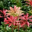 Picture of Pieris japonica Mountain Fire