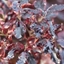 Picture of Pittosporum tenuifolium Tom Thumb