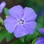Picture of Vinca minor Bowles's Variety