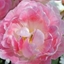 Picture of Tulipa Peach Blossom