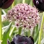 Picture of Allium Silver Spring