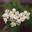 Picture of Jasminum officinale Devon Cream (PBR)