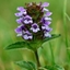 Picture of Prunella vulgaris