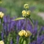 Picture of Phlomis russeliana