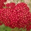 Picture of Achillea millefolium Red Velvet