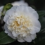 Picture of Camellia japonica Brushfield's Yellow