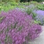 Picture of Salvia nemorosa Amethyst