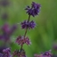 Picture of Salvia verticillata Purple Rain