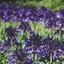 Picture of Agapanthus Black Pantha (PBR)