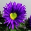 Picture of Symphyotrichum novae-angliae Purple Dome