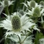 Picture of Eryngium giganteum