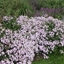 Picture of Saponaria × lempergii Max Frei