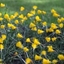 Picture of Narcissus bulbocodium