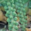 Picture of brussels sprout Maximus F1